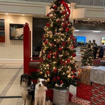 DoubleTree by Hilton - Our dogs posing for a Christmas photo in the lobby. - Hotels Near Me - Orlando, Florida DoubleTree by Hilton - Our dogs posing for a Christmas photo in the lobby. - Hotels Near Me - Orlando, Florida