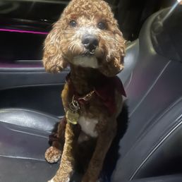 AFTER PHOTO: Horrendous hair cut. Less than a quarter inch left on him. He was so sad and lethargic the rest of the day. AFTER PHOTO: Horrendous hair cut. Less than a quarter inch left on him. He was so sad and lethargic the rest of the day.