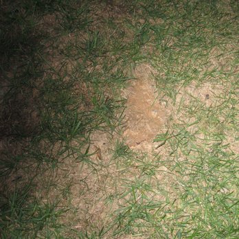 Baxter Lawn Care Management - Bald spots where the young grass was that the mower tore up! - Landscaping Near Me - Whitsett, North Carolina Baxter Lawn Care Management - Bald spots where the young grass was that the mower tore up! - Landscaping Near Me - Whitsett, North Carolina