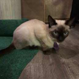 Already pre-adopted! Amazing