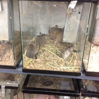 The Pet Shop - That's a lot of degus in a small space! Suspecting that the little ones are the big ones babies. - Pet Stores Near Me - Allston, Massachusetts The Pet Shop - That's a lot of degus in a small space! Suspecting that the little ones are the big ones babies. - Pet Stores Near Me - Allston, Massachusetts