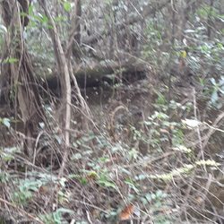 Cepco - MY BACKYARD