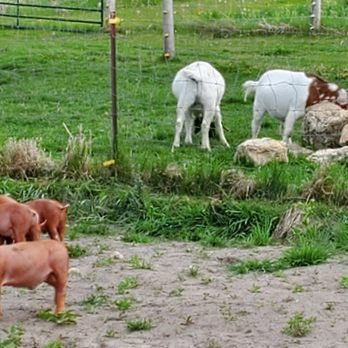 Bite The Farm - a herd of sheep and pigs in a fenced in area - Food Trucks Near Me - Luxemburg, Wisconsin Bite The Farm - a herd of sheep and pigs in a fenced in area - Food Trucks Near Me - Luxemburg, Wisconsin