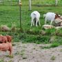 Photo of Bite The Farm