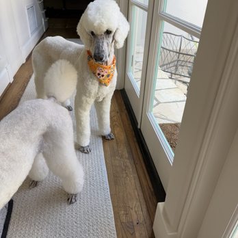 Dogg Oddities - Male Standard Poodle - Pet Groomers Near Me - Torrance, California Dogg Oddities - Male Standard Poodle - Pet Groomers Near Me - Torrance, California
