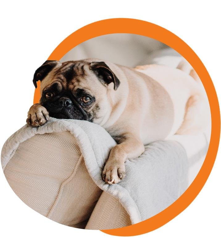 FURRY LAND WILMINGTON 10 Photos Wilmington, North Carolina Pet