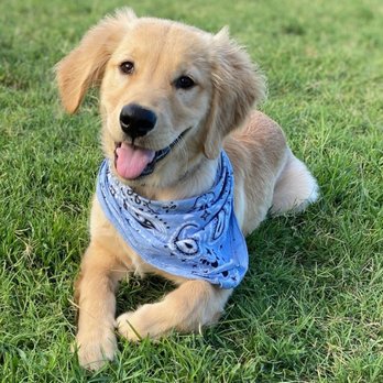 Starr Dog Behavior - baby boone - Pet Training Near Me - Dallas, Texas Starr Dog Behavior - baby boone - Pet Training Near Me - Dallas, Texas