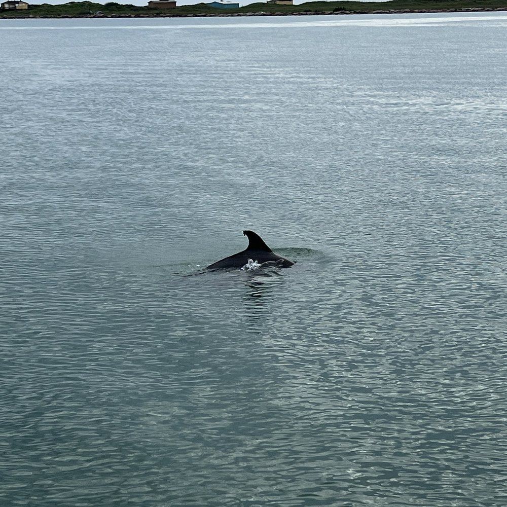 Dolphin Docks - Fishing Near Me - Port Isabel, Texas Dolphin Docks - Fishing Near Me - Port Isabel, Texas