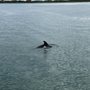 Photo of Dolphin Docks
