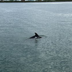 Dolphin Docks
