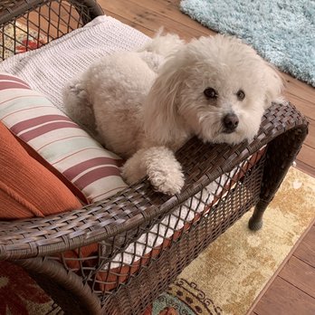 San Jose Puppies - Pet Services Near Me San Jose Puppies - Pet Services Near Me