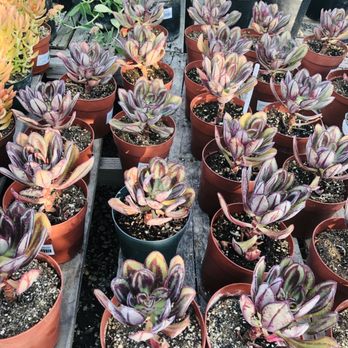 Garden View Nursery - Nurseries & Gardening Near Me - Irwindale, California