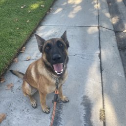 Just a happy boy being walked, no pulling on this leash.