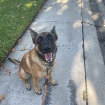 Working Dogs For Warriors - Just a happy boy being walked, no pulling on this leash. - Pet Training Near Me - Rancho Cucamonga, California