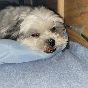 Xfinity By Comcast - Our best furry friend grieves for our unfair situation - Television Service Providers Near Me - Aurora, Colorado