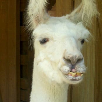 Birmingham Zoo - Llama face! - Zoos Near Me - Birmingham, Alabama