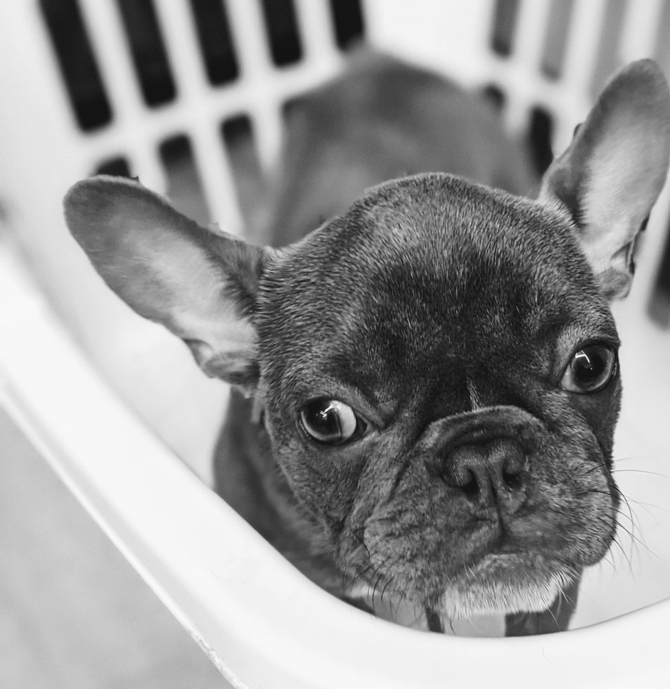 SECOND BEST FRIEND PET SITTING 10 Photos Fort Worth, Texas Pet