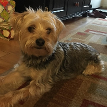 Dawg Tales - Pet Groomers Near Me - New Windsor, New York Dawg Tales - Pet Groomers Near Me - New Windsor, New York