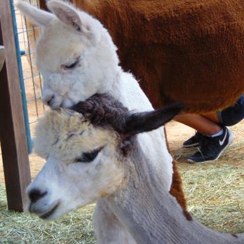 Humming Desert Alpacas - Attraction Farms Near Me - Algodones, New Mexico