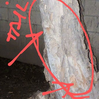 CITYWIDE AUTO CARE  - Shows where the bumper and tailgate both hit the tree - Auto Repair Near Me - Cypress, California