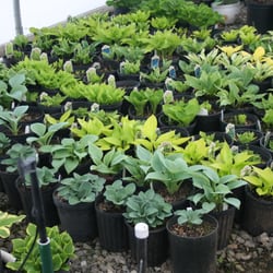 Mountain Meadows Nursery - Wonderful selection of large and miniature hostas