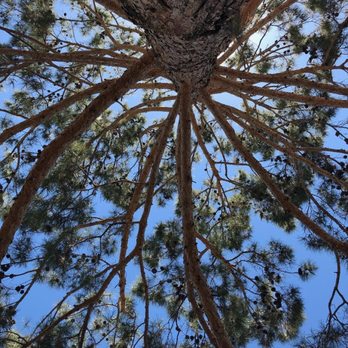 Rigo's Tree Service - Enhancing AZ one tree at a time!!! - Tree Services Near Me Rigo's Tree Service - Enhancing AZ one tree at a time!!! - Tree Services Near Me
