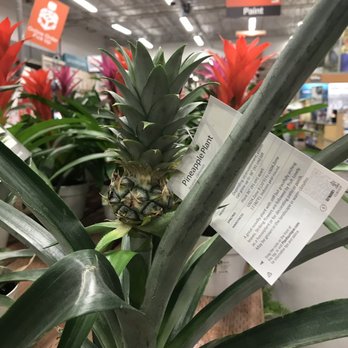 The Home Depot - Pineapple plant - Hardware Stores Near Me - San Jose, California The Home Depot - Pineapple plant - Hardware Stores Near Me - San Jose, California