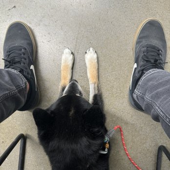 Bridger Veterinary Specialists & Emergency - Garrison waiting for the vet - Veterinarians Near Me - Bozeman, Montana
