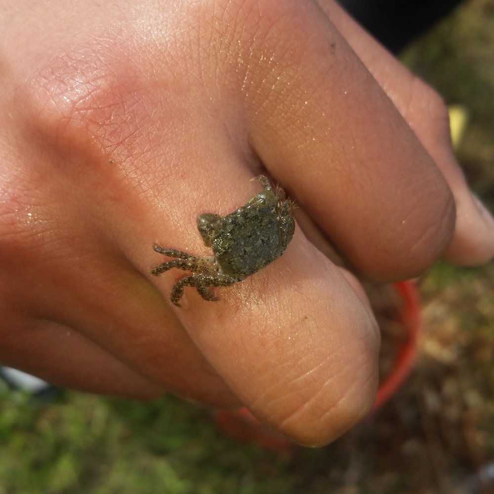 Save The Bay - We found a small crab! - Community Service/Non-Profit Near Me - Oakland, California