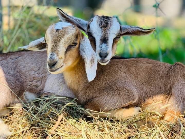 Martin Woods Farm - equestrian in Starks, ME