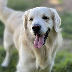 Slater Creek Golden Retrievers - Potato!!