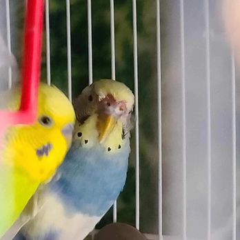Exotic Pet Vets - Moji is my little blue parakeet. - Veterinarians Near Me - Phoenix, Arizona Exotic Pet Vets - Moji is my little blue parakeet. - Veterinarians Near Me - Phoenix, Arizona