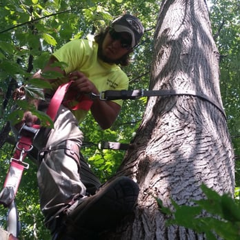Wyatt's Lawn and Landscape - We us professional climbing equipment to trim and prune limbs on tough trees! - Tree Services Near Me Wyatt's Lawn and Landscape - We us professional climbing equipment to trim and prune limbs on tough trees! - Tree Services Near Me