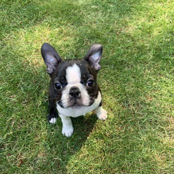 Brenda's Boston's - Pet Breeders Near Me Brenda's Boston's - Pet Breeders Near Me