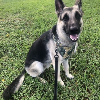 Lovely Cuts Pet Grooming - Chiefs fresh cut - Pet Groomers Near Me - Deerfield Beach, Florida Lovely Cuts Pet Grooming - Chiefs fresh cut - Pet Groomers Near Me - Deerfield Beach, Florida