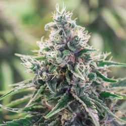 NuVue Pharma Dispensary Gunnison