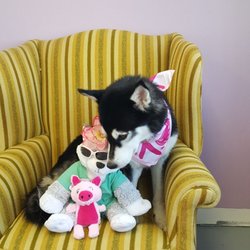 Cheryls Best Friends Pet Grooming - Me and my new friends