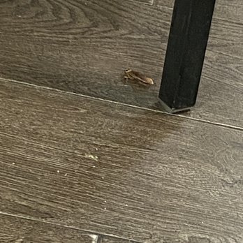 Pho 79 Restaurant - Cockroach running across the floor - Vietnamese Near Me - Westminster, California Pho 79 Restaurant - Cockroach running across the floor - Vietnamese Near Me - Westminster, California