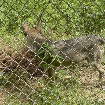 Endangered Wolf Center - Community Service/Non-Profit Near Me - Eureka, Missouri