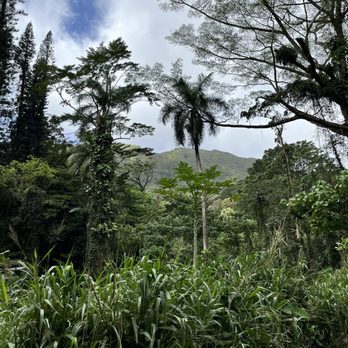 Mānoa Falls Trail - Hiking Near Me - Honolulu, Hawaii