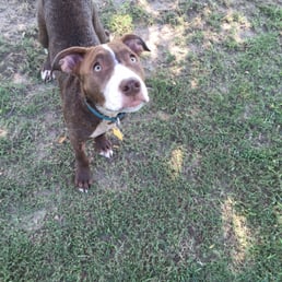 Our Charlie girl enjoying the dog park.