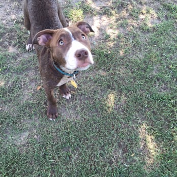 Burbank Dog Park - Our Charlie girl enjoying the dog park. - Dog Parks Near Me - Baton Rouge, Louisiana