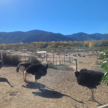 Ostrichland USA - Attraction Farms Near Me - Solvang, California Ostrichland USA - Attraction Farms Near Me - Solvang, California