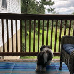 BarksTown Country - Rudy just enjoying the breeze and views