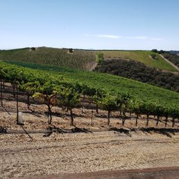 a vineyard with rows of vines
