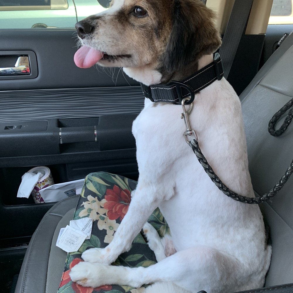 4 Dogs Grooming - Pet Groomers Near Me - Torrance, California 4 Dogs Grooming - Pet Groomers Near Me - Torrance, California