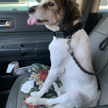 4 Dogs Grooming - Pet Groomers Near Me - Torrance, California 4 Dogs Grooming - Pet Groomers Near Me - Torrance, California