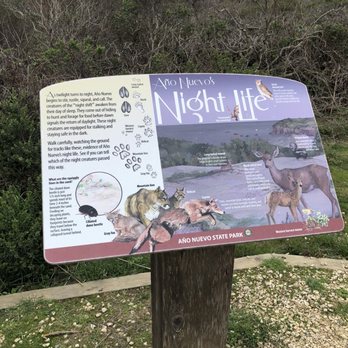 Año Nuevo State Park - Night life. - Beaches Near Me - Pescadero, California