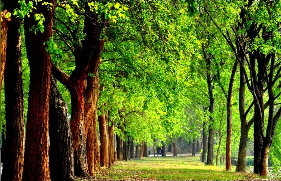 Haddon Tree - tree service in Haddon Heights, NJ