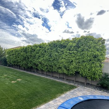 Woods Tree Trimming - Sour Orange hedge. - Tree Services Near Me